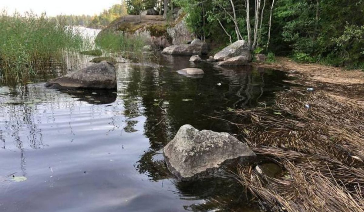 Миллионы потратят в Петербурге на борьбу с зелеными водорослями