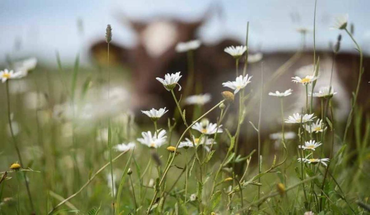 Метеоролог Леус рассказал о погоде в Санкт-Петербурге на 15 августа