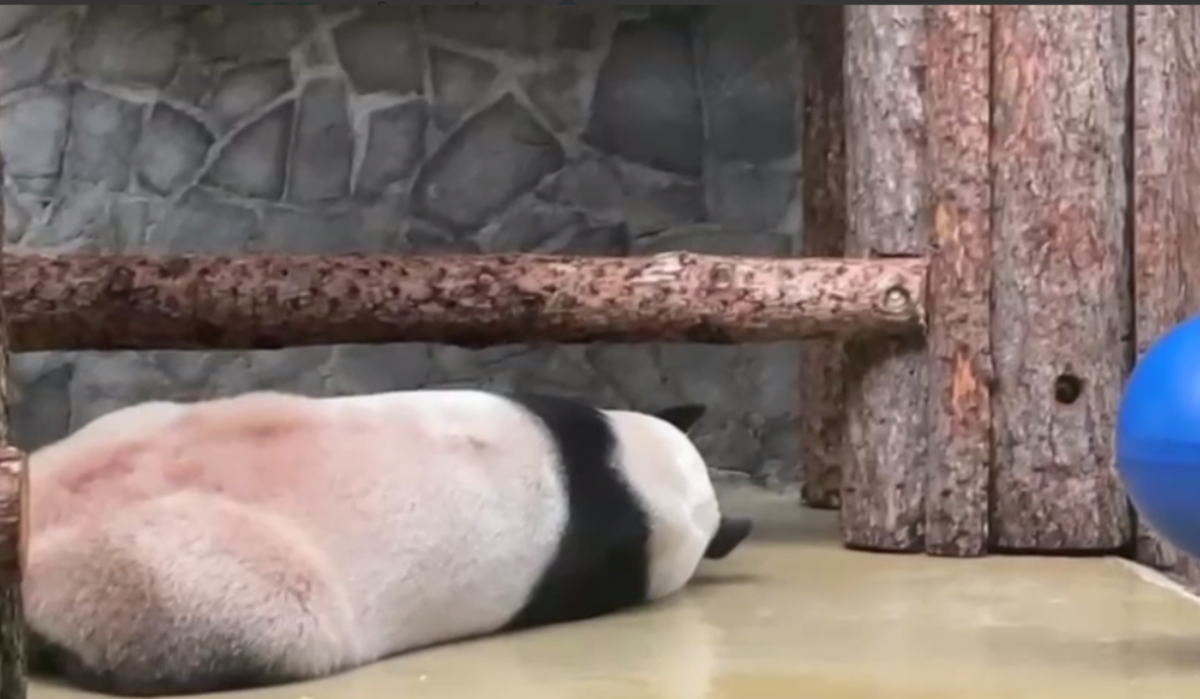 В Московском зоопарке показали, как панда Жуи &quot;забыл&quot; про свой праздник