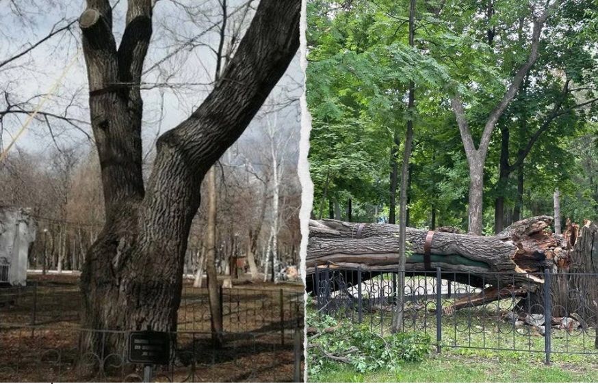 В Самаре в парке Гагарина рухнул знаменитый 300-летний дуб