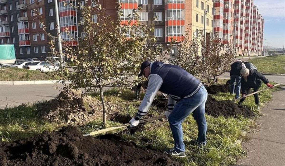 Центральный район Красноярска озеленили