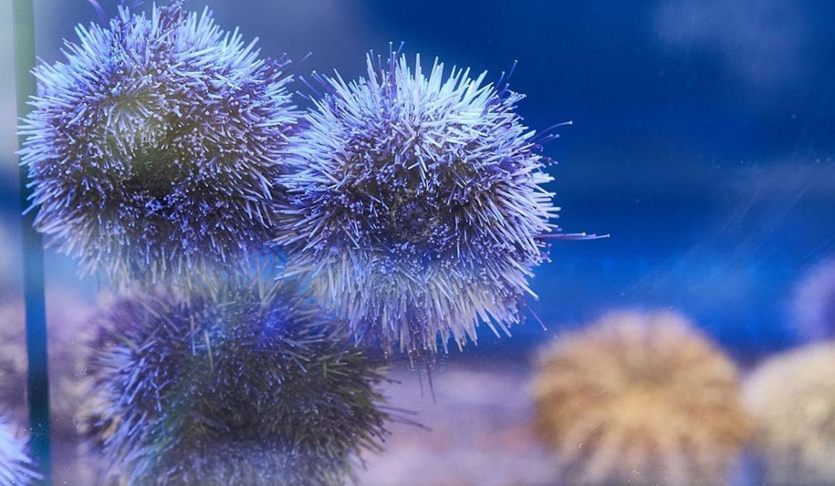 Морские ежи поступили на рынки &quot;Москва — на волне&quot;