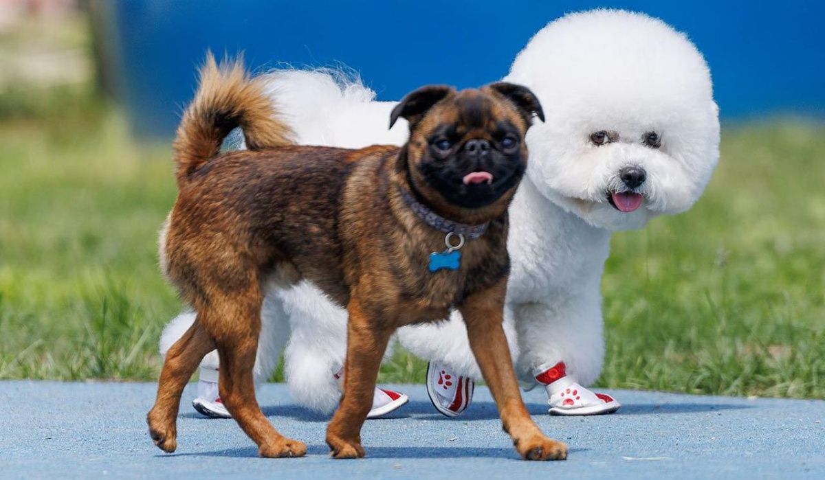 Необычные собачьи клички дают москвичи своим питомцам