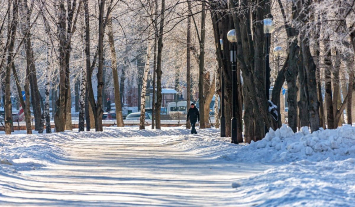В Самаре по вине властей за три десятилетия утрачено 20% деревьев