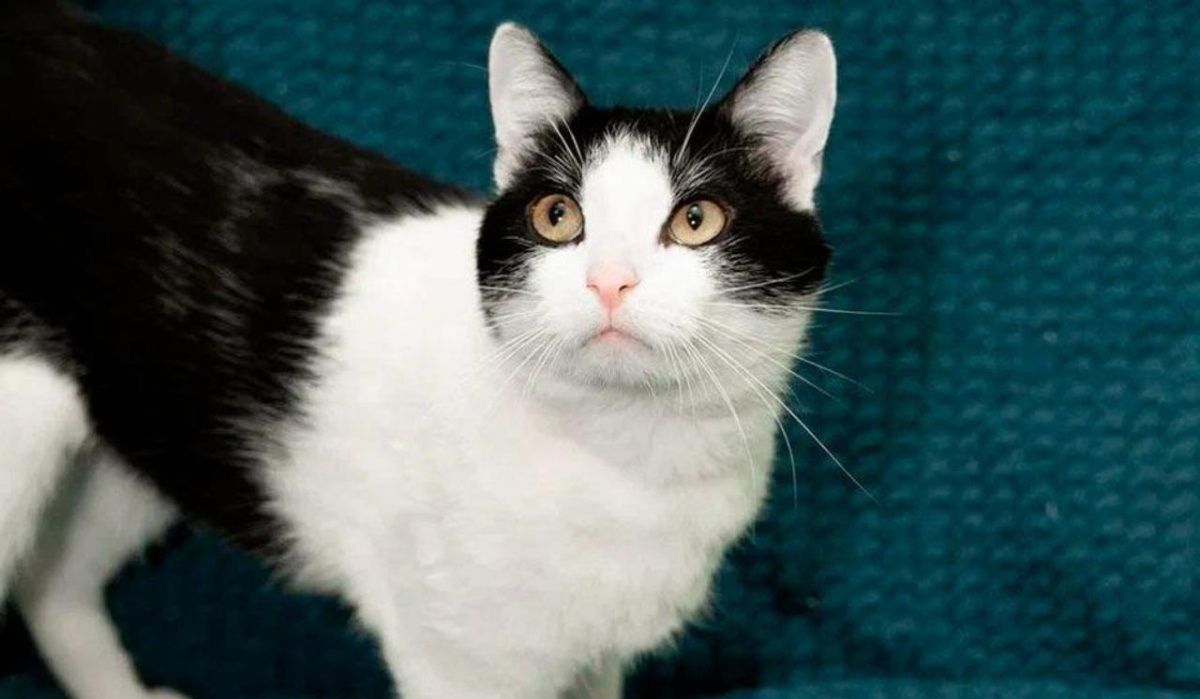 Выставка-пристройство животных из приютов пройдет в «Лужниках»