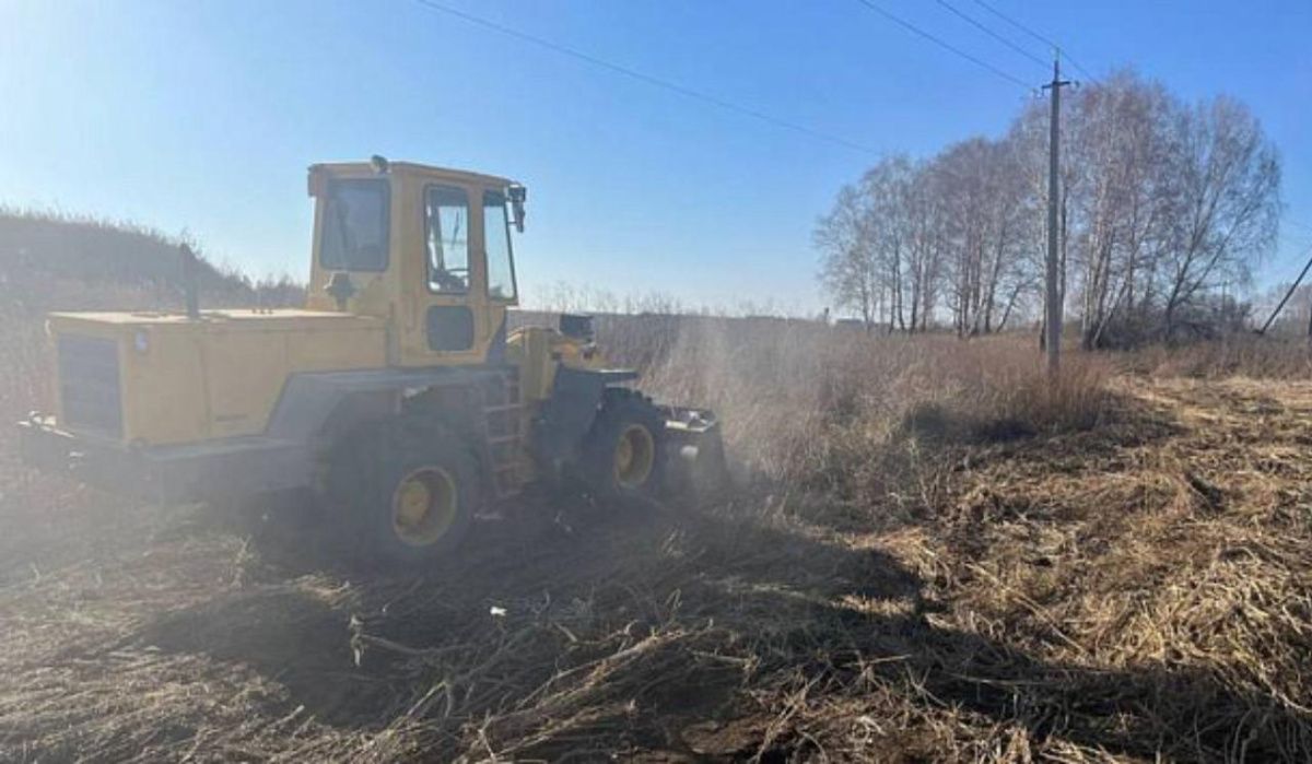 Под Новосибирском уничтожили один гектар дикорастущей конопли