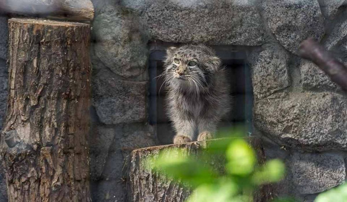Ленинградский зоопарк и парк-дендрарий Ботанического сада закрыты из-за непогоды