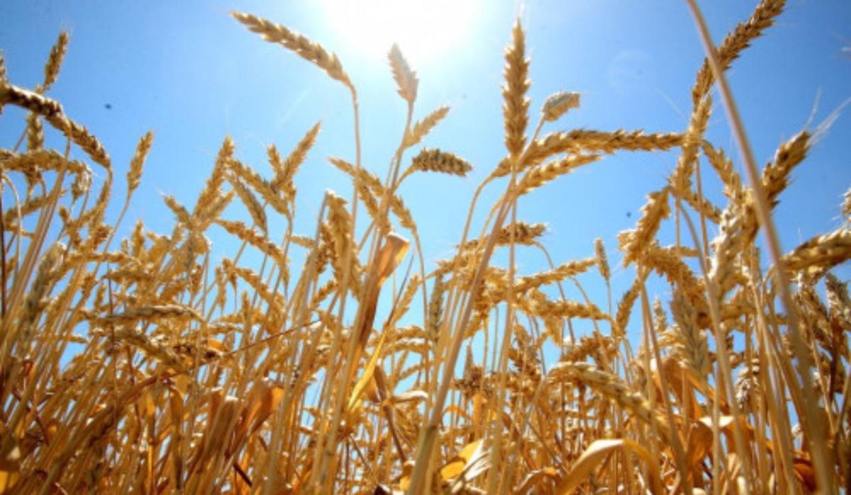 В Самарской области семьям мобилизованных передали тонны пшеницы