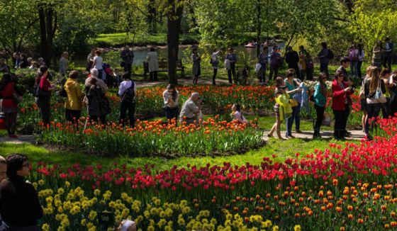 Четыре дня будет идти Фестиваль тюльпанов в Санкт-Петербурге