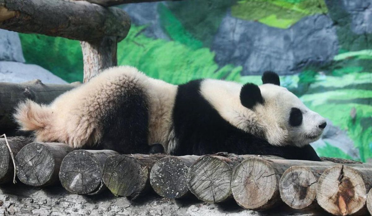 В Московском зоопарке отпразднуют день рождения панды Катюши