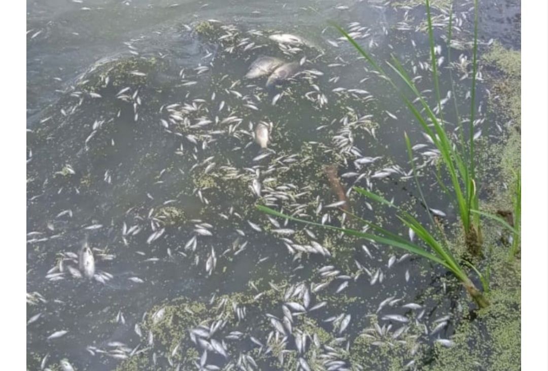 Самарцы обеспокоены гниющей рыбой в озере