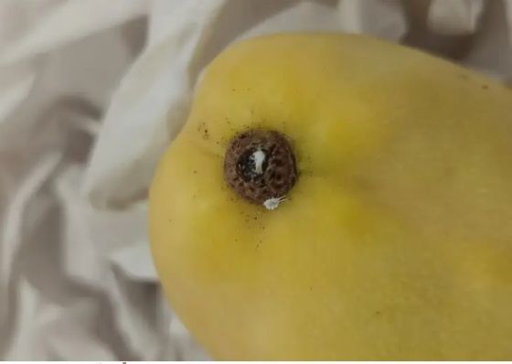 В Красноярск привезли 12 тонн плодов зараженных манго