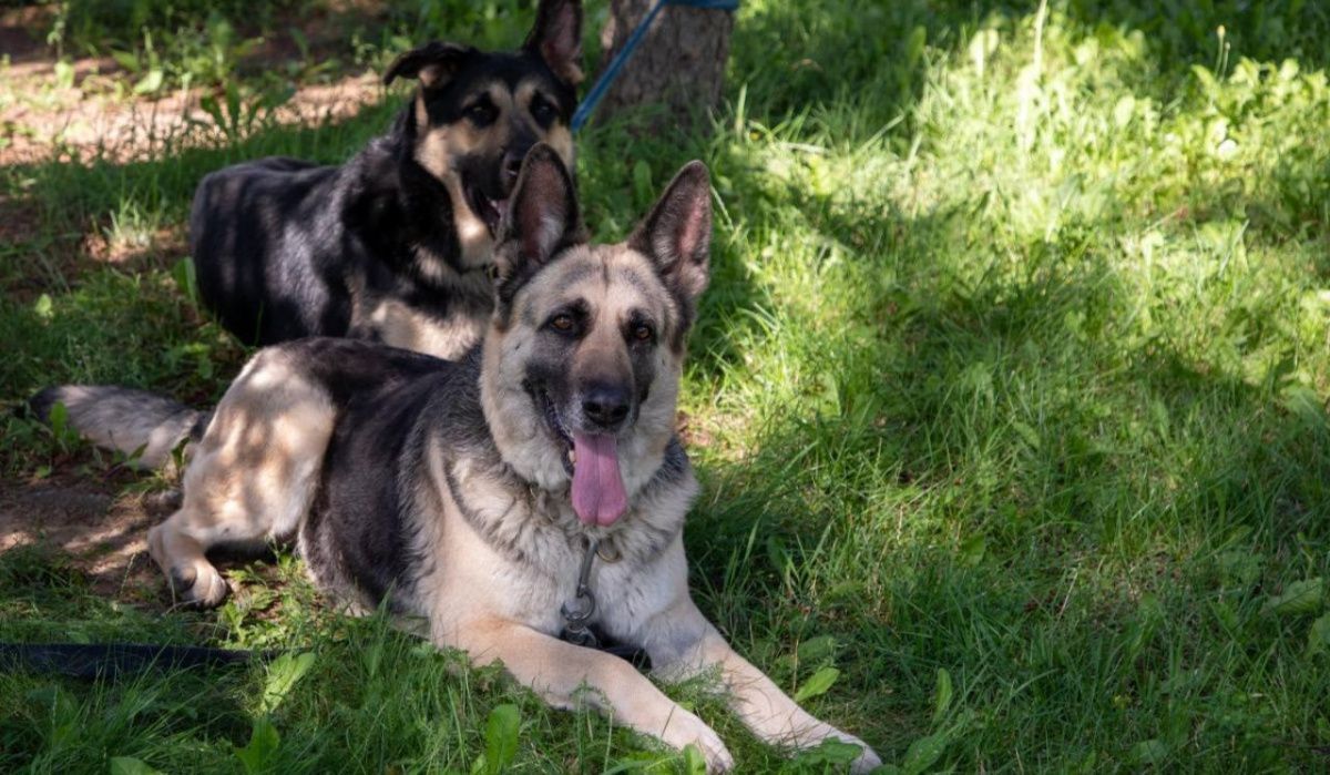 Музей Победы представит экспозицию о фронтовых собаках