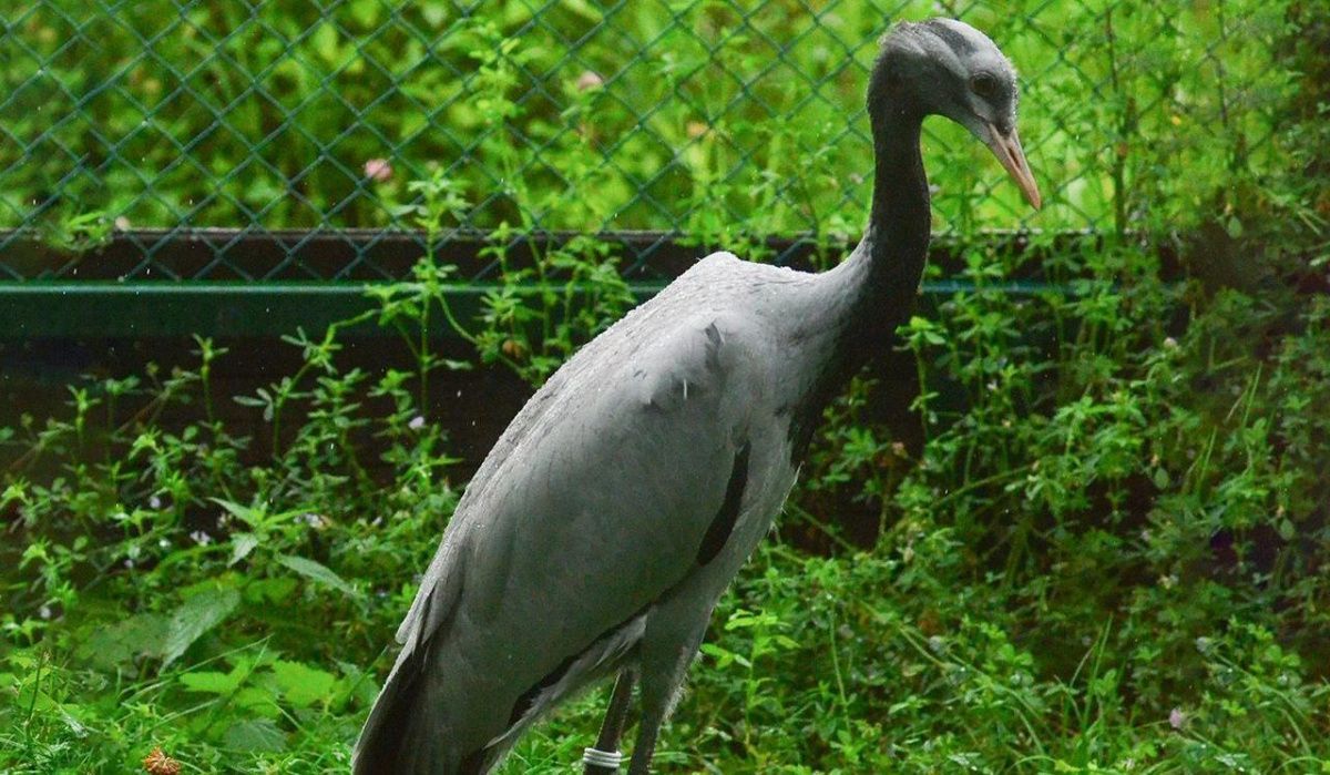 Москвичи выберут имена птенцам редкого журавля-красавки из Московского зоопарка