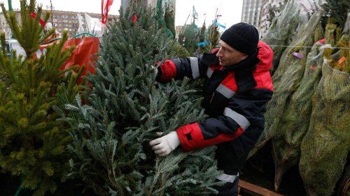 Власти Самары назвали количество официальных ёлочных базаров