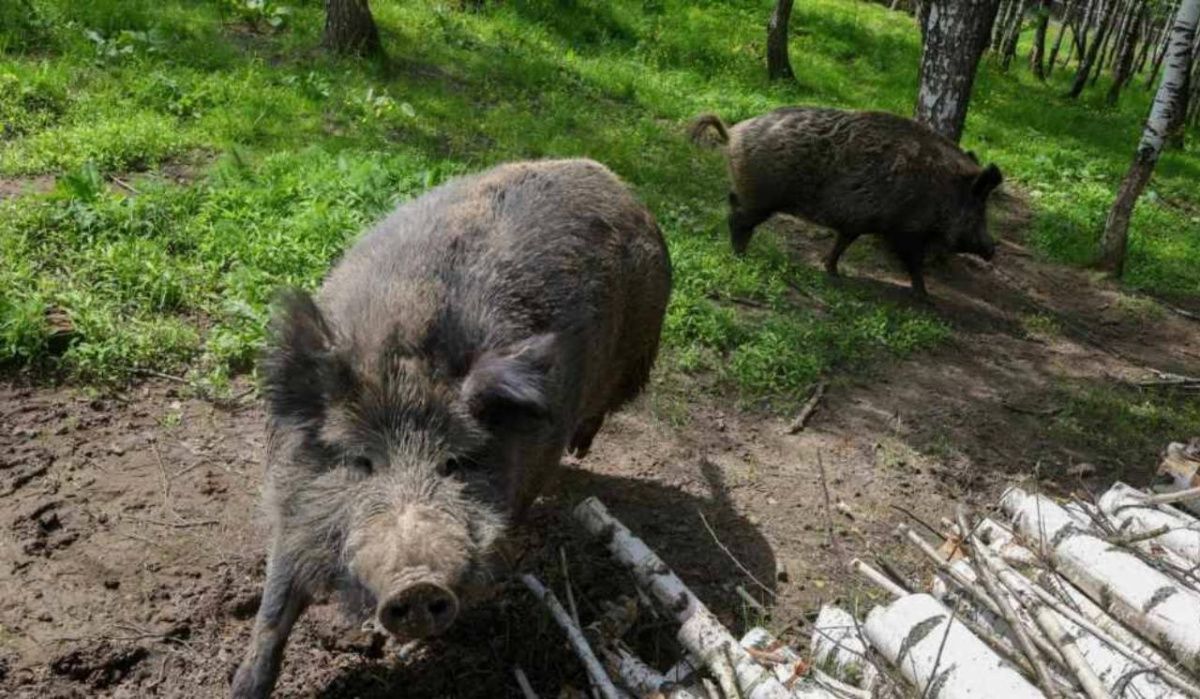 В Петербурге стартовала &quot;тихая охота&quot; на кабанов