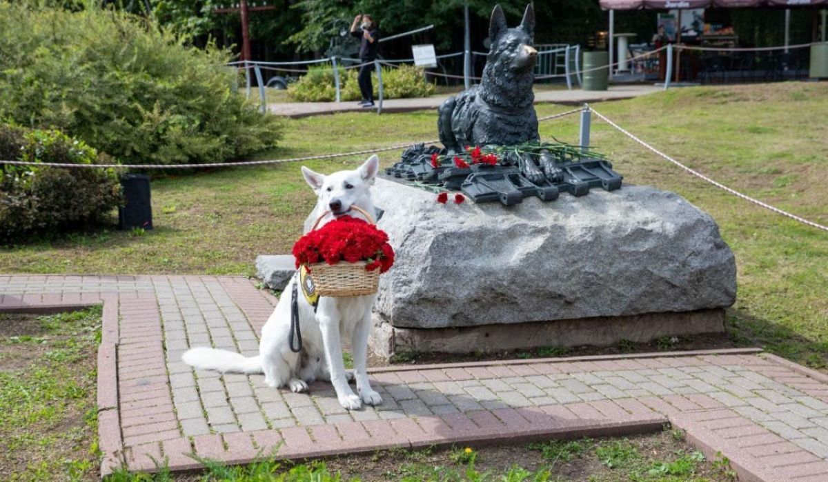Тысячи посетителей приняли участие в семейном фестивале &quot;День фронтовой собаки&quot;