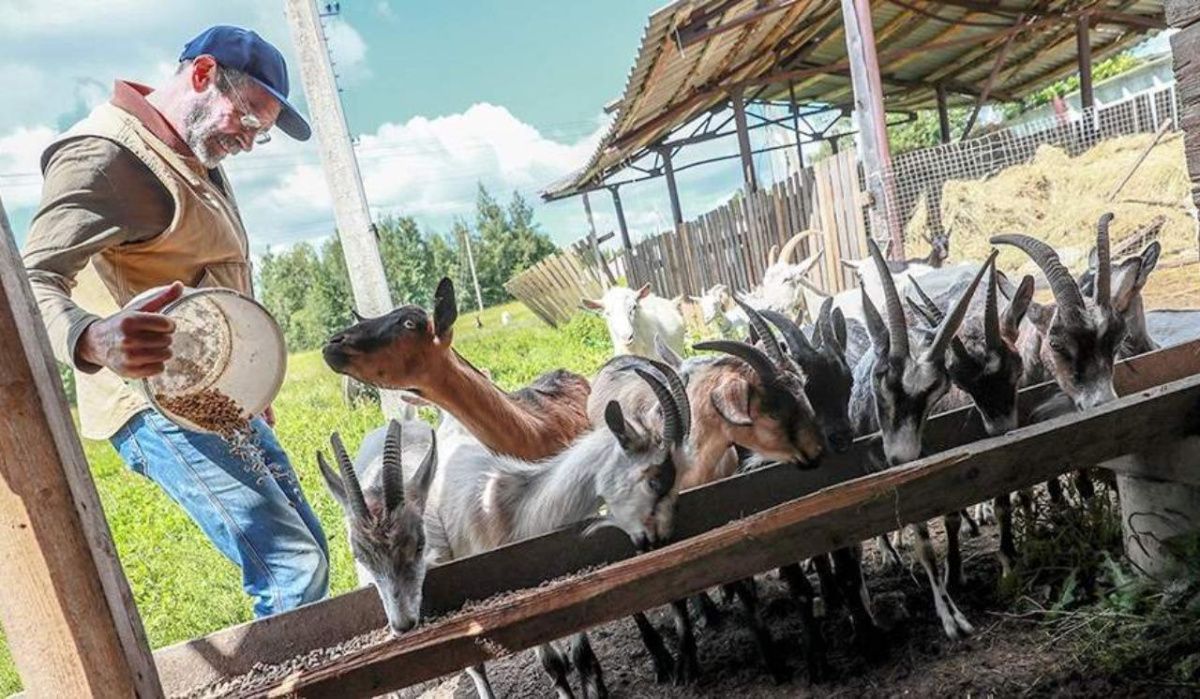 Марат Зяббаров: Татарстан полностью обеспечивает себя продукцией животноводства