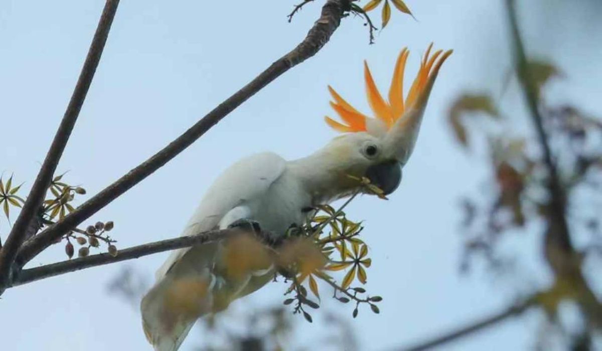Редкий какаду пополнил коллекцию Московского зоопарка