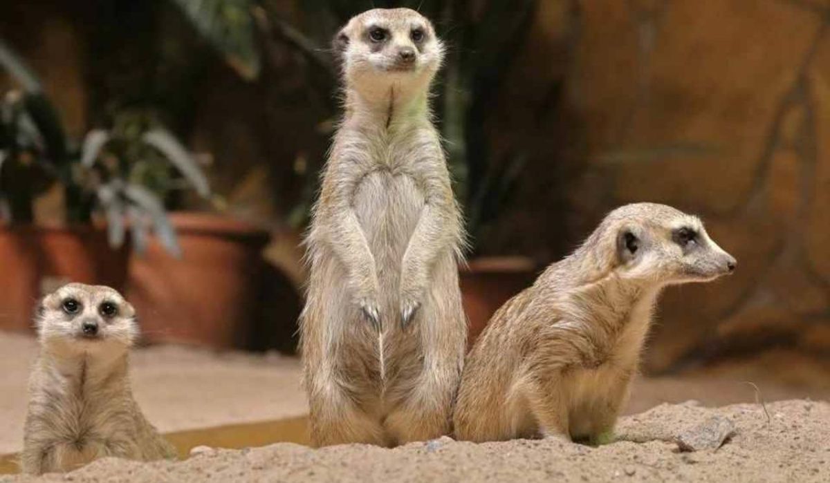 Ленинградский зоопарк меняет график работы с 18 августа